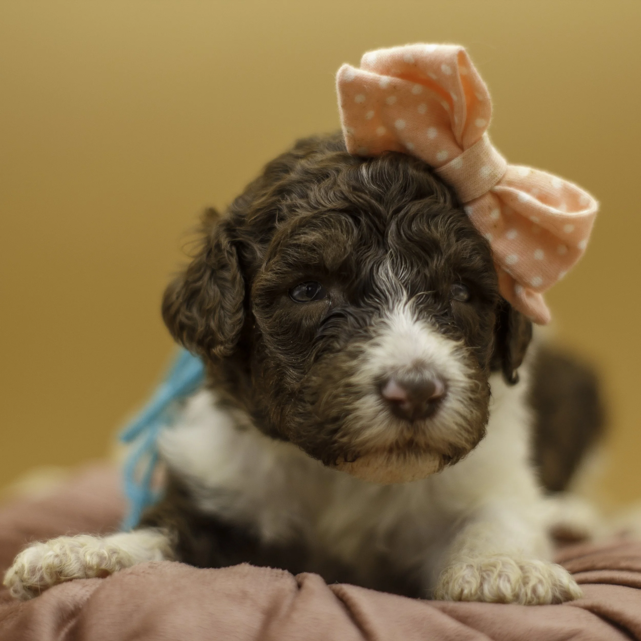 Purebred Standard Poodle Puppies Available Near Me Valaurah Farms Standard Poodles of Kentucky